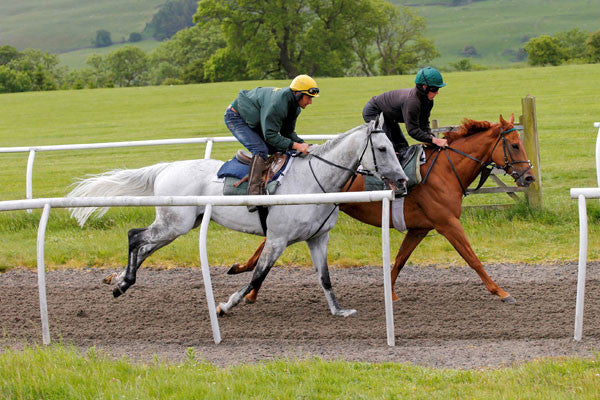Energy for Equine Performance: ATP in Hemo Charge™