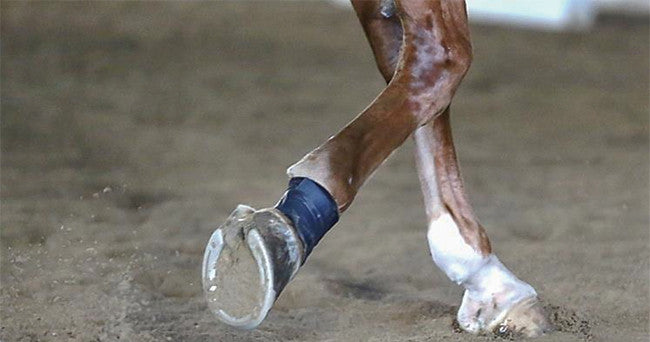 Bowed Tendons