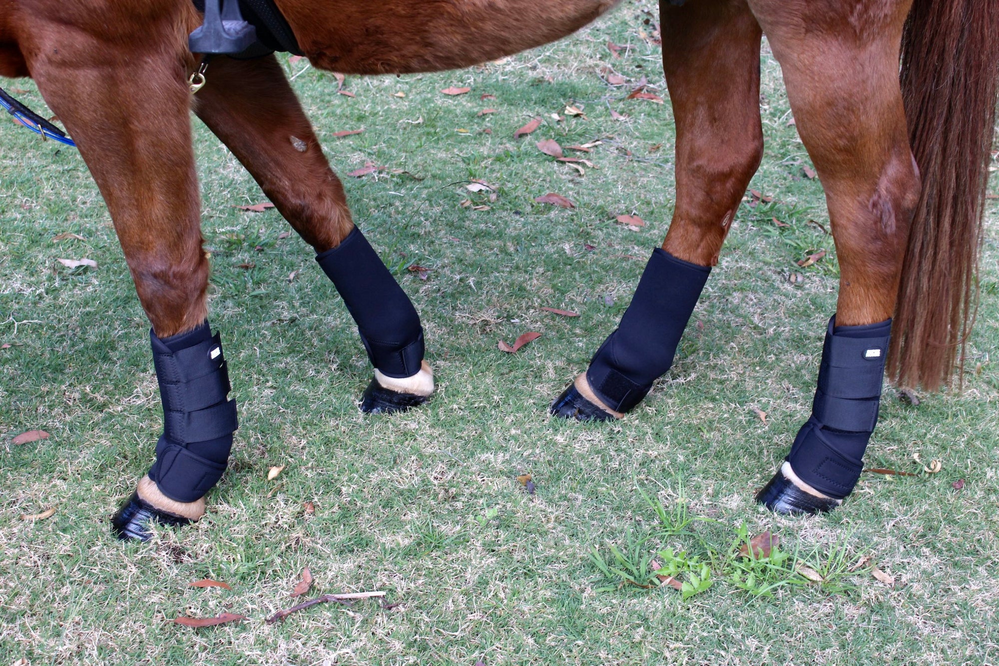 Wrapping a Horse's Leg