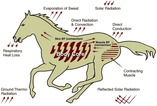 Equine Thermoregulation