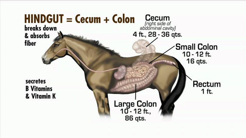 The Equine Gastrointestinal Tract