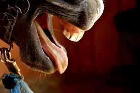 Avoiding Equine Dental Problems